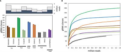 Guide RNA Repertoires in the Main Lineages of Trypanosoma cruzi: High Diversity and Variable Redundancy Among Strains